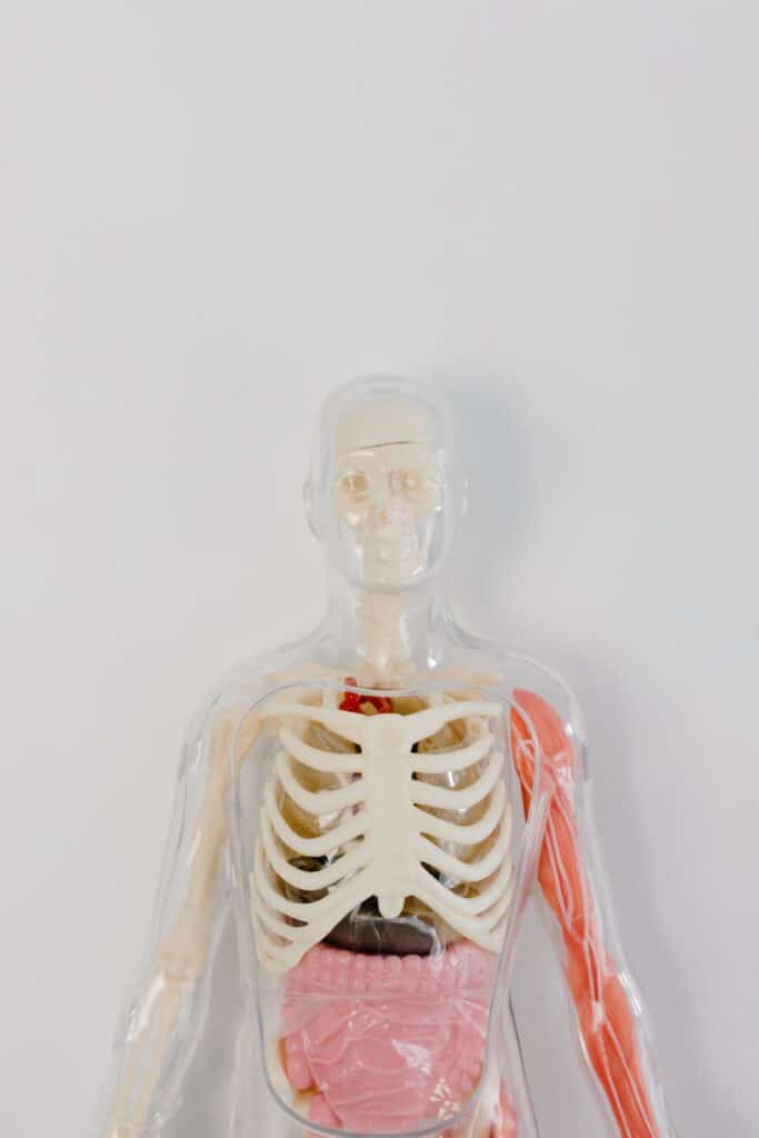 anatomical model of a human